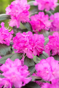 Obraz Rhododendron
